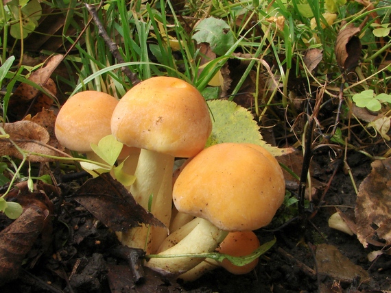 strapcovka zväzkovitá Hypholoma sublateritium?