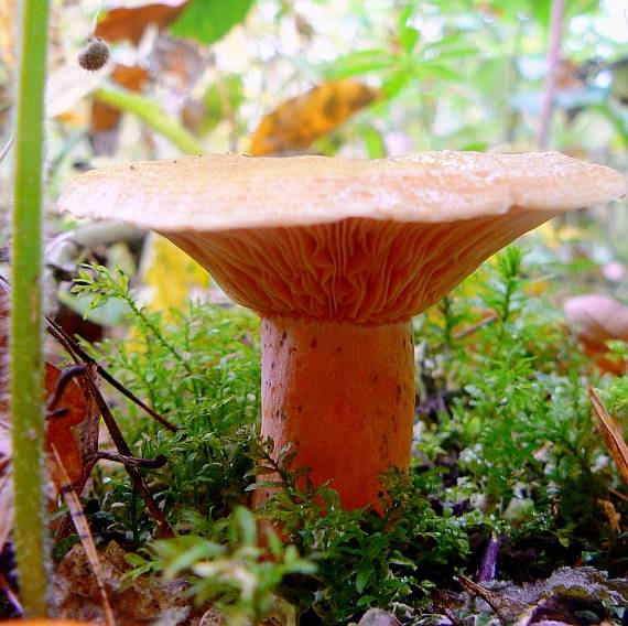 rýdzik Lactarius sp.