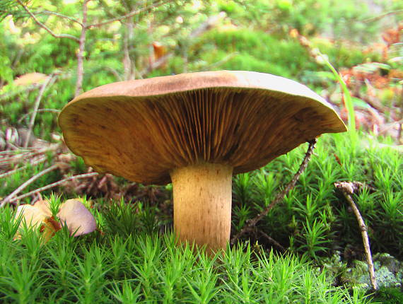 rýdzik Lactarius sp.