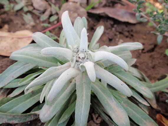 plesnivec alpínsky Lentopodium alpinum