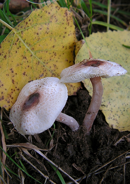 bedlička páchnúca Lepiota cristata Barla