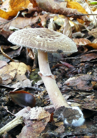 bedlička hnedastošupinkatá Lepiota pseudolilacea Huijsman