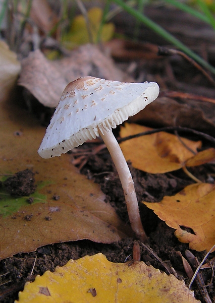 bedlička Lepiota sp.