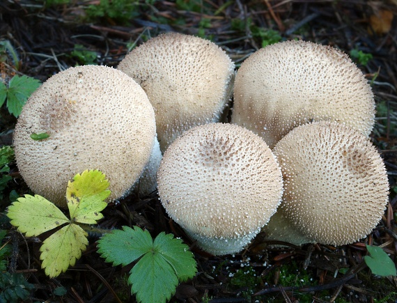 prášnica bradavičnatá Lycoperdon perlatum Pers.