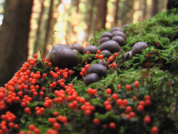 slizovka+Vlčinka Myxomycetes+Lycogala sp.