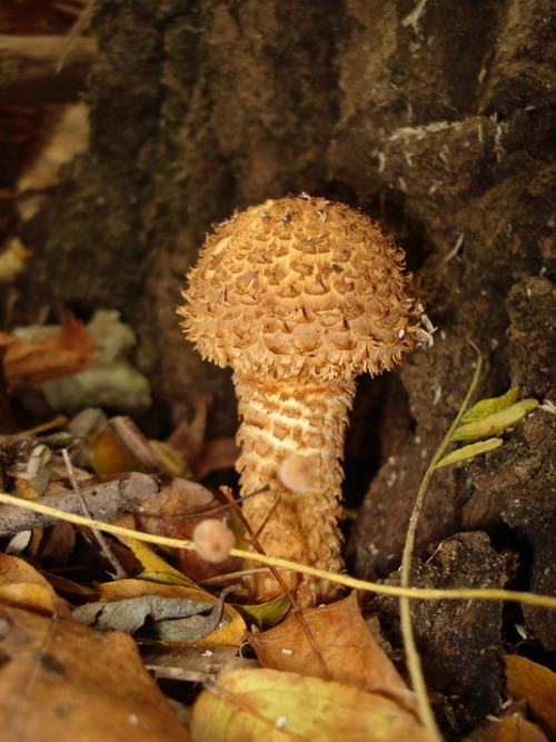 šupinovka šupinatá  Pholiota squarrosa (Vahl) P. Kumm.