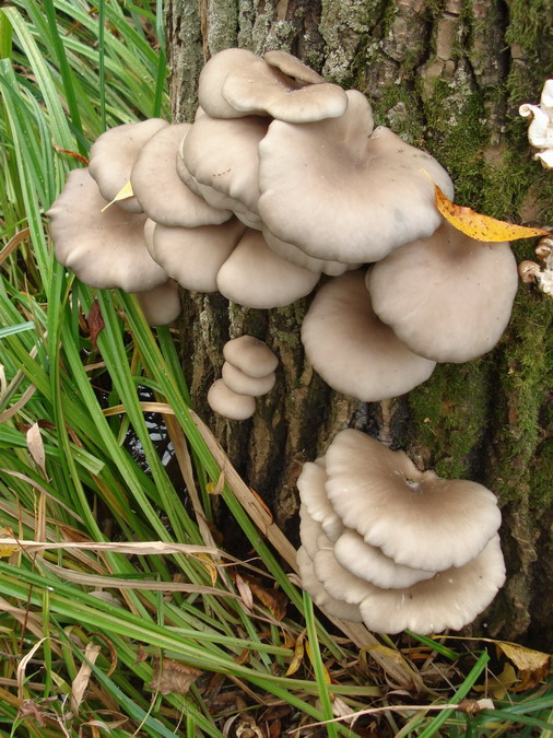 hliva ustricová Pleurotus ostreatus (Jacq.) P. Kumm.