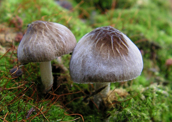 štítovka sivá Pluteus thomsonii (Berk. & Broome) Dennis