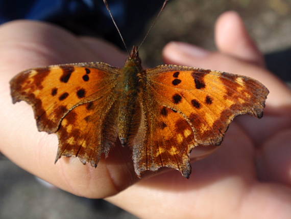 bábôčka zubatokrídla Polygonia c-album