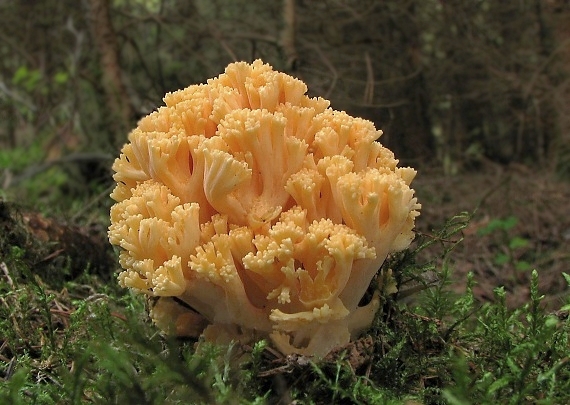 strapačka Ramaria pallidosaponaria R.H. Petersen