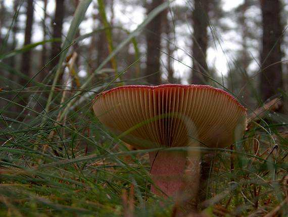 plávka vínovočervená Russula xerampelina (Schaeff.) Fr.