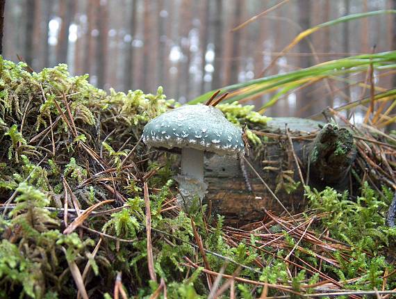 golierovka zelenkastá Stropharia aeruginosa (Curtis) Quél.