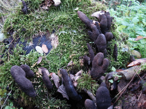 drevnatec kyjakovitý  Xylaria polymorpha  (Pers.) Grev.