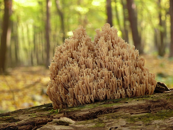 korunovec svietnikovitý Artomyces pyxidatus (Pers.) Jülich