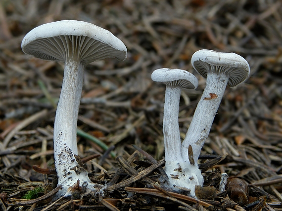 strmuľka? Clitocybe sp.?