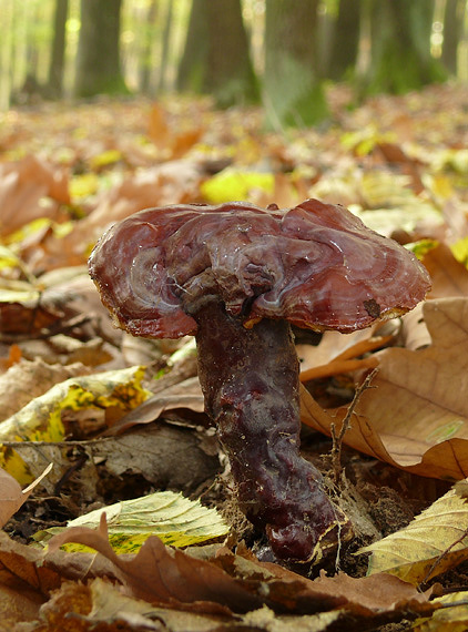 lesklokôrovka obyčajná Ganoderma lucidum (Curtis) P. Karst.