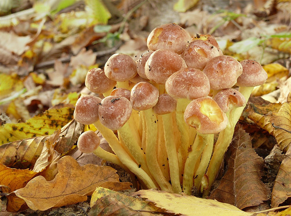 strapcovka Hypholoma sp.