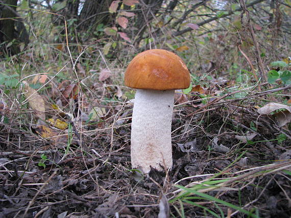 kozák osikový Leccinum albostipitatum den Bakker & Noordel.