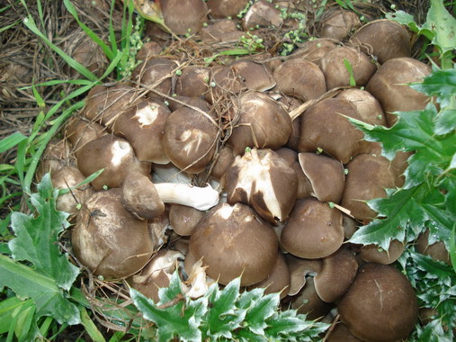 strmulec nakopený Lyophyllum decastes (Fr.) Singer