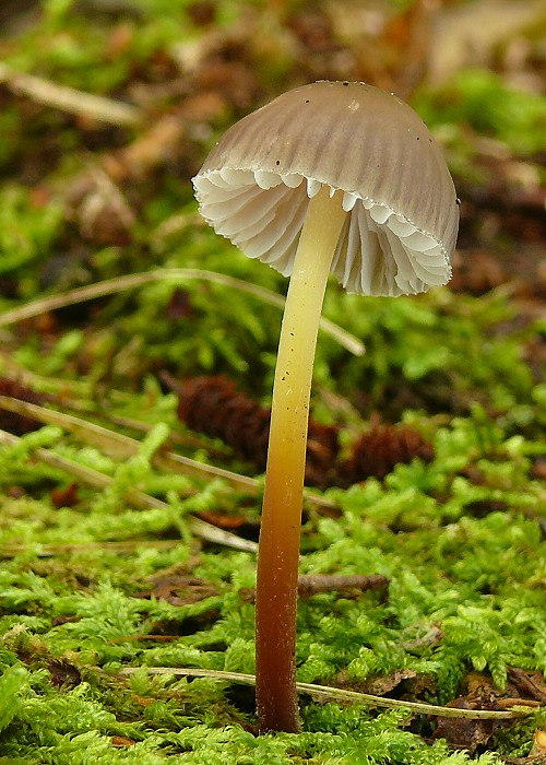 prilbička naklonená Mycena inclinata (Fr.) Quél.
