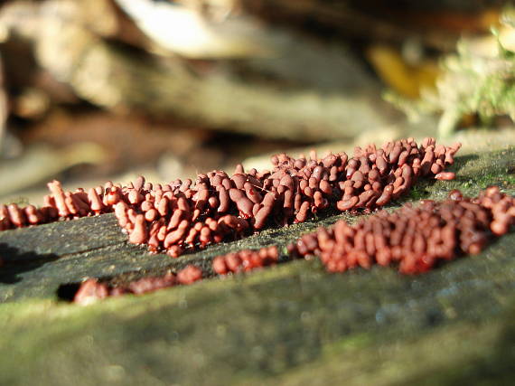 slizovka Myxomycetes