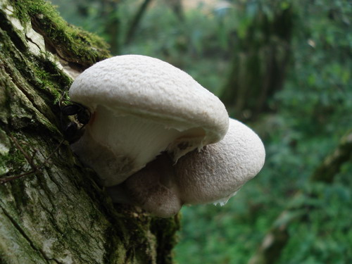 hliva dubová  Pleurotus dryinus (Pers.) P. Kumm.