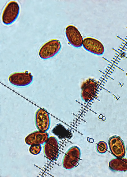 drobuľka bielovločkatá Psathyrella impexa (Romagn.) Bon