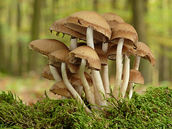 drobuľka Psathyrella sp.