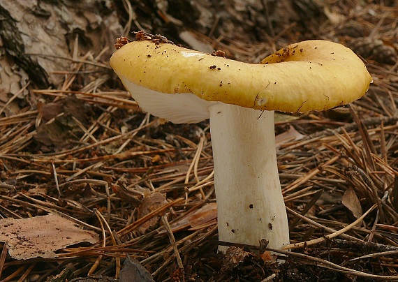 plávka hlinovožltá Russula ochroleuca Fr.