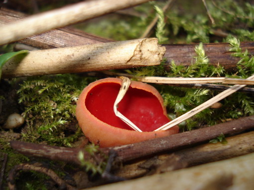 ohnivec šarlátový Sarcoscypha coccinea (Gray) Boud.