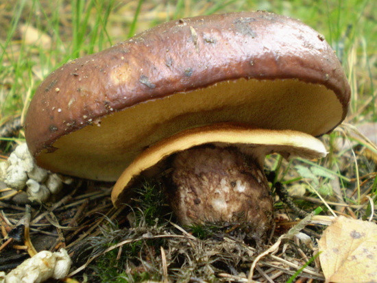 masliak obyčajný Suillus luteus (L.) Roussel