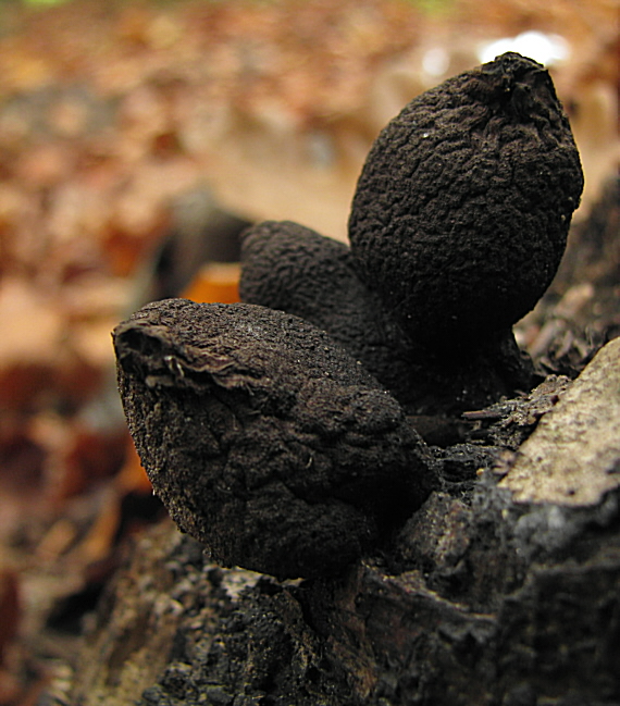 drevnatec Xylaria sp.