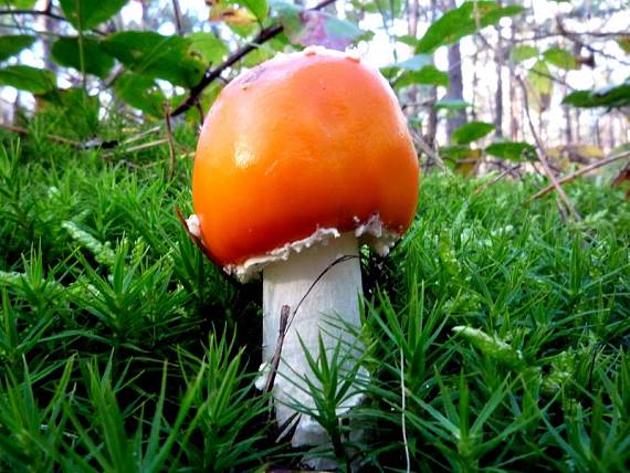 muchotrávka červená  Amanita muscaria (L.) Lam.