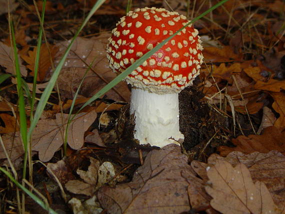 muchotrávka červená Amanita muscaria (L.) Lam.