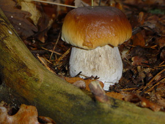 hríb smrekový Boletus edulis Bull.