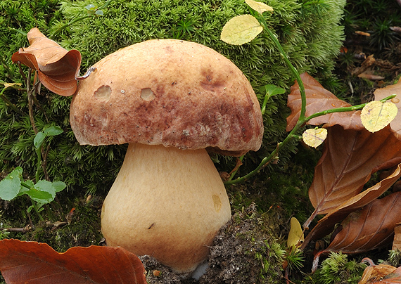 hríb sosnový Boletus pinophilus Pil. et Dermek in Pil.