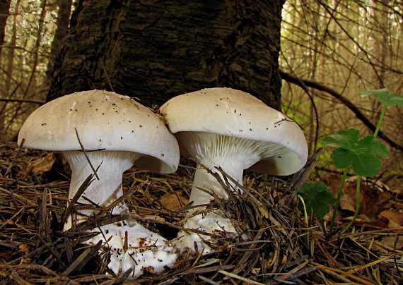 strmuľka inovaťová Clitocybe nebularis (Batsch) P. Kumm.