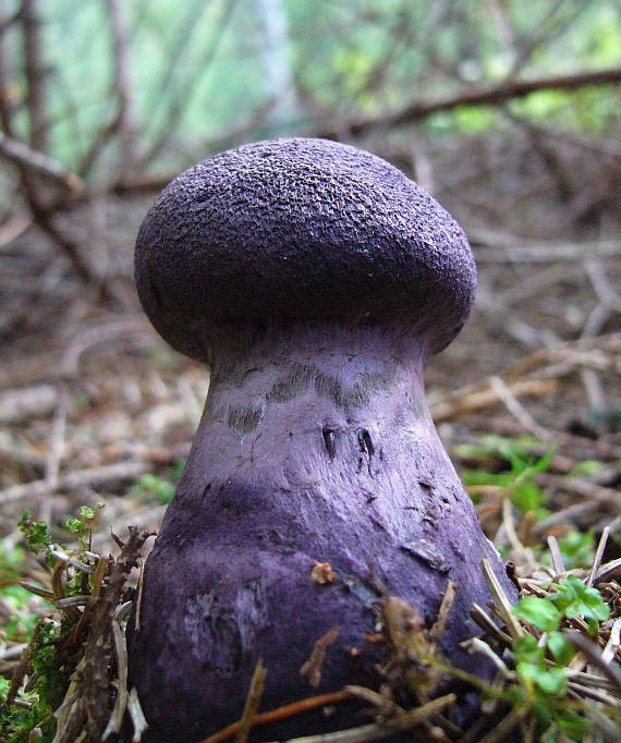 pavučinovec šafranovohlúbikový Cortinarius safranopes Rob. Henry