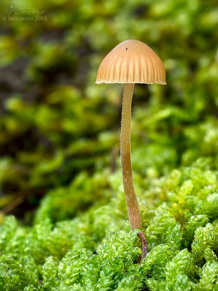 kapucňovka prilbičkovitá? Galerina sp.