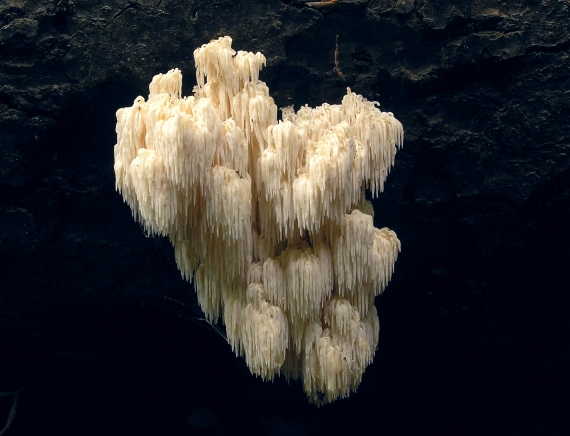 koralovec bukový Hericium coralloides (Scop.) Pers.