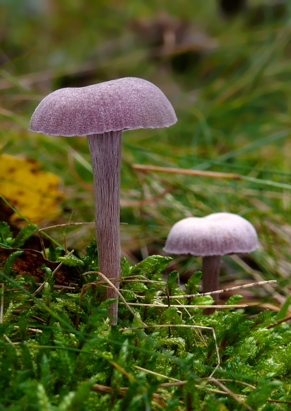 lakovka ametystová Laccaria amethystina (Huds.) Cooke