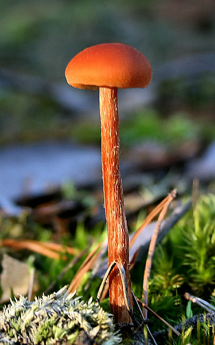 lakovka Laccaria sp.