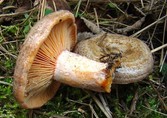 rýdzik hrdzavohnedý Lactarius quieticolor Romagn.