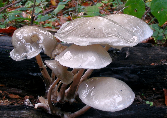 sliznačka obyčajná Mucidula mucida (Schrad.) Pat.