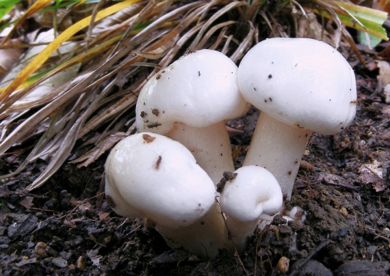 čírovka biela Tricholoma album (Schaeff.) P. Kumm.