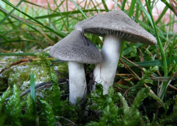 čírovka zemná Tricholoma terreum (Schaeff.) P. Kumm.