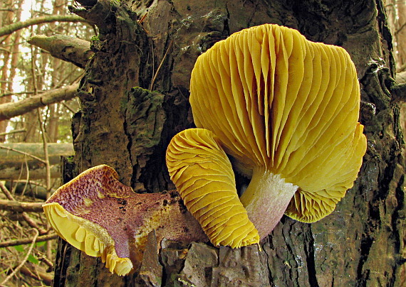 čírovec červenožltý Tricholomopsis rutilans (Schaeff.) Singer