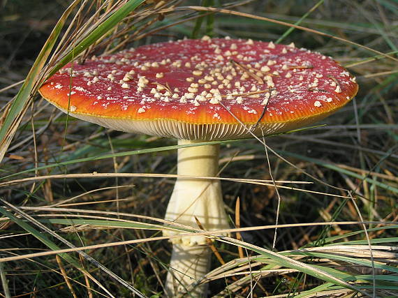 muchotrávka červená Amanita muscaria (L.) Lam.