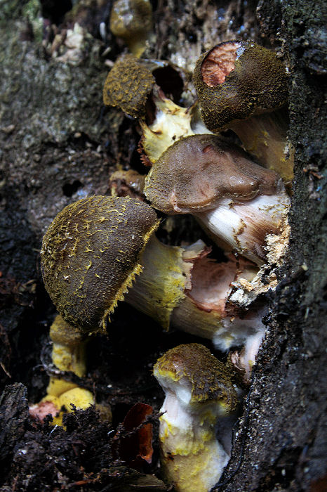 podpňovka žltá Armillaria gallica Marxm. & Romagn.