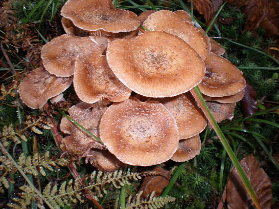 podpňovka obyčajná Armillaria mellea (Vahl) P. Kumm.